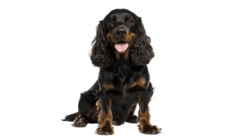 Energetic dog with glossy coat in a studio setting png
