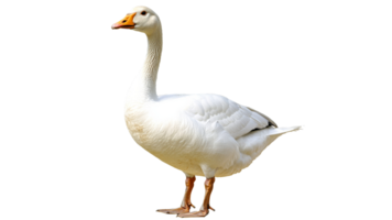 Large white goose standing on a white background png