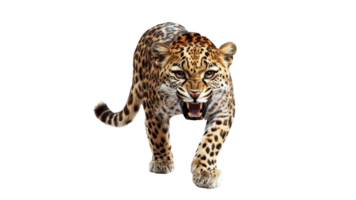 Leopard prowls in a fierce display of power png