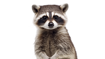 Cute raccoon with friendly expression png