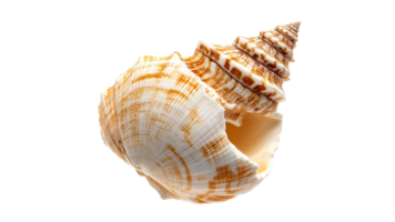 Beautiful shell with intricate patterns on display png