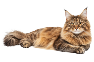 Maine cat relaxing on a white background png
