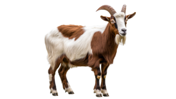 Goat standing in a bright setting during daytime png