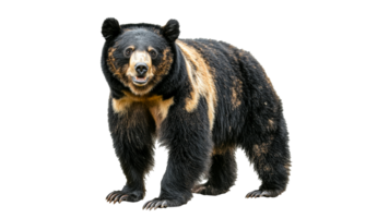 Bear stands proudly against a plain background png