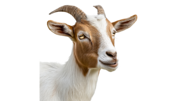 Goat with a playful expression in a studio setting png