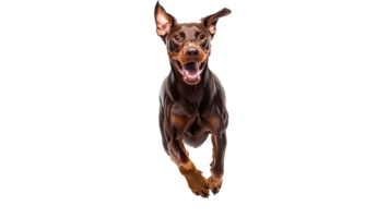 Energetic dog running with joy indoors png