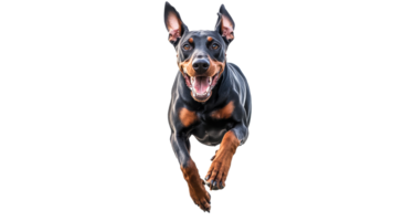 Energetic dog running joyfully in open space png