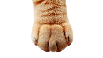 Close up of a ginger cat paw on a white background png