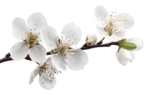 Cherry blossom branch with delicate white flowers, cut out transparent png