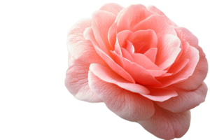 Delicate pink rose with soft petals in sunlight png