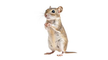 Small rodent stands upright in a curious pose png