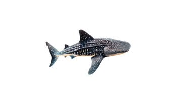 Swim of a whale shark in clear ocean waters png