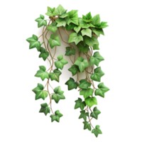 impressive modern Ivy Vine Climbing Plant Cutout authentic png