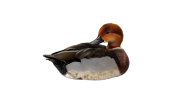 Graceful duck resting on neutral tones png