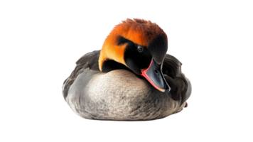 Colorful duck resting in a calm pose png