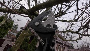 Gardener using pruning shears on tree branches in residential garden video