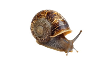 Snail with spiral shell moving on a white surface png