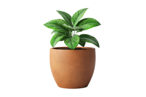 Green indoor plant in a simple clay pot png