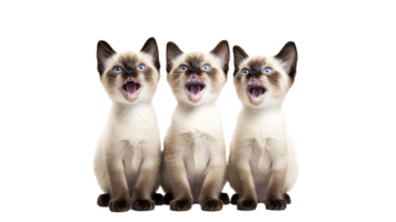 Three playful kittens meowing together in unison png