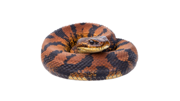 Colorful snake resting in a coiled position transparent png