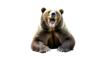Grizzly bear roaring with mouth wide open png