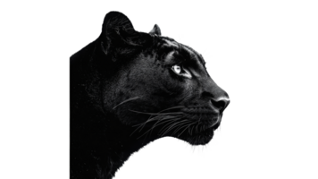Black panther in profile with sharp gaze png