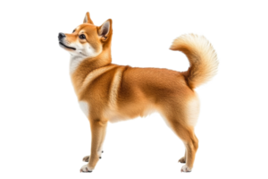 Shiba Inu posing with confidence in studio setting png