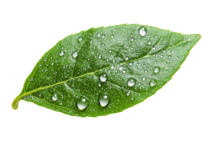 Fresh green leaf with water droplets on surface transparent png