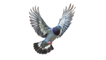 Pigeon soaring with stunning wings png