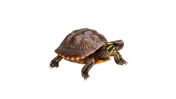 Turtle walking on a white background in daylight png
