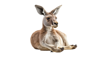 Kangaroo resting in a serene pose at midday png