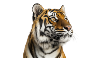 Striking portrait of a majestic tiger in profile png