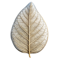 stunning rustic Leaf Skeleton Cutout with Intricate Detail Transparent Background authentic png