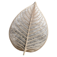 serene artistic Leaf Skeleton Structure Transparent Background premium png