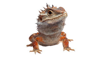 Unique bearded dragon posing in bright light png