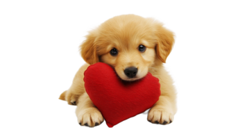 Golden puppy cuddles red heart plush toy png