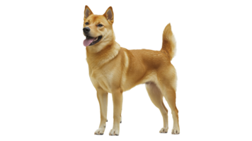 Shiba Inu standing proudly with a happy expression png