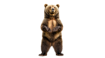 Grizzly bear standing upright in a natural pose png