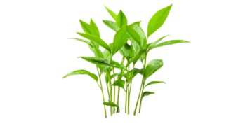 Fresh green plants thriving in a bright setting png