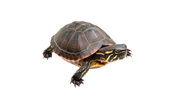 Turtle exploring a surface near water png