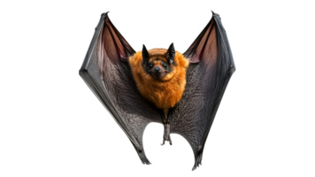 Large bat hanging upside down with wings open png