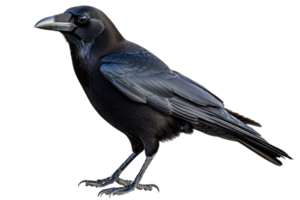 Raven standing elegantly with glossy feathers png
