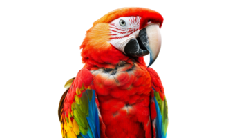 Macaw perched with vibrant feathers transparent png