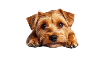 Cute dog with big eyes resting on a white surface png
