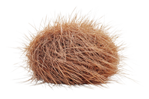 Natural formation of dry grass in spherical shape png