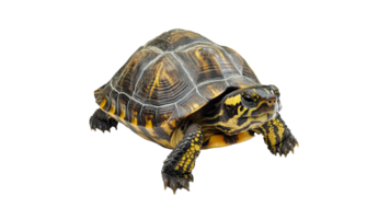 Turtle walking on a transparent background png