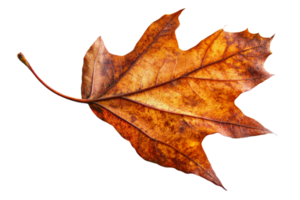 Beautiful autumn leaf with a transparent background png
