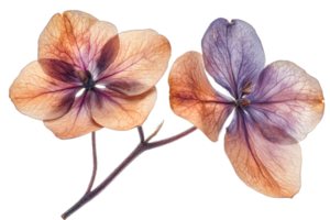 Delicate pressed flowers with transparent background png