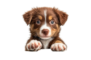 Puppy with bright blue eyes on a clean background png
