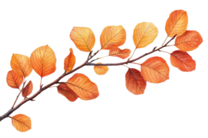 Autumn leaves on a branch against a transparent background png
